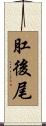 肛後尾 Scroll