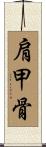 肩甲骨 Scroll