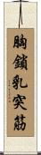胸鎖乳突筋 Scroll