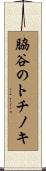 脇谷のトチノキ Scroll