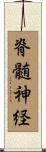脊髄神経 Scroll