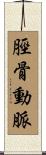 脛骨動脈 Scroll