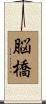 脳橋 Scroll
