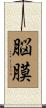 脳膜 Scroll