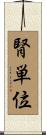 腎単位 Scroll