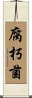 腐朽菌 Scroll