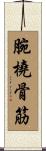 腕橈骨筋 Scroll