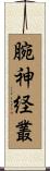 腕神経叢 Scroll