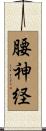 腰神経 Scroll