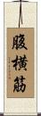 腹横筋 Scroll
