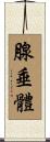 腺垂體 Scroll