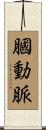 膕動脈 Scroll