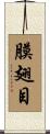 膜翅目 Scroll