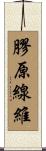 膠原線維 Scroll