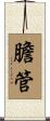 膽管 Scroll