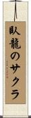 臥龍のサクラ Scroll