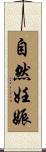 自然妊娠 Scroll