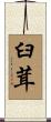 臼茸 Scroll