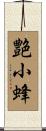 艶小蜂 Scroll