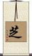 芝 Scroll