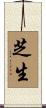 芝生 Scroll
