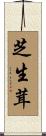 芝生茸 Scroll