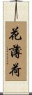 花薄荷 Scroll