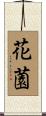 花薗 Scroll