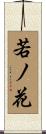 若ノ花 Scroll