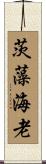 茨藻海老 Scroll