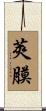 莢膜 Scroll