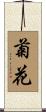 菊花 Scroll