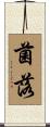 菌落 Scroll