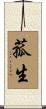 菰生 Scroll