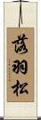 落羽松 Scroll