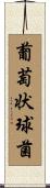 葡萄状球菌 Scroll
