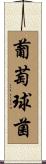 葡萄球菌 Scroll