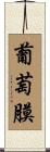 葡萄膜 Scroll