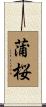 蒲桜 Scroll