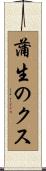 蒲生のクス Scroll