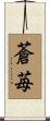 蒼苺 Scroll
