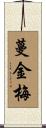 蔓金梅 Scroll