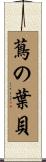 蔦の葉貝 Scroll
