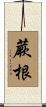 蕨根 Scroll