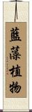 藍藻植物 Scroll