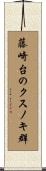 藤崎台のクスノキ群 Scroll