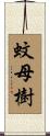 蚊母樹 Scroll