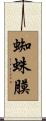 蜘蛛膜 Scroll