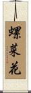 螺菜花 Scroll