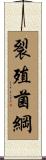 裂殖菌綱 Scroll